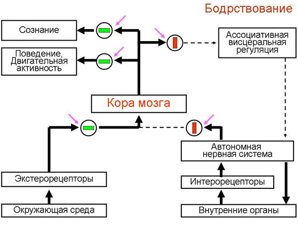 Бодрствование